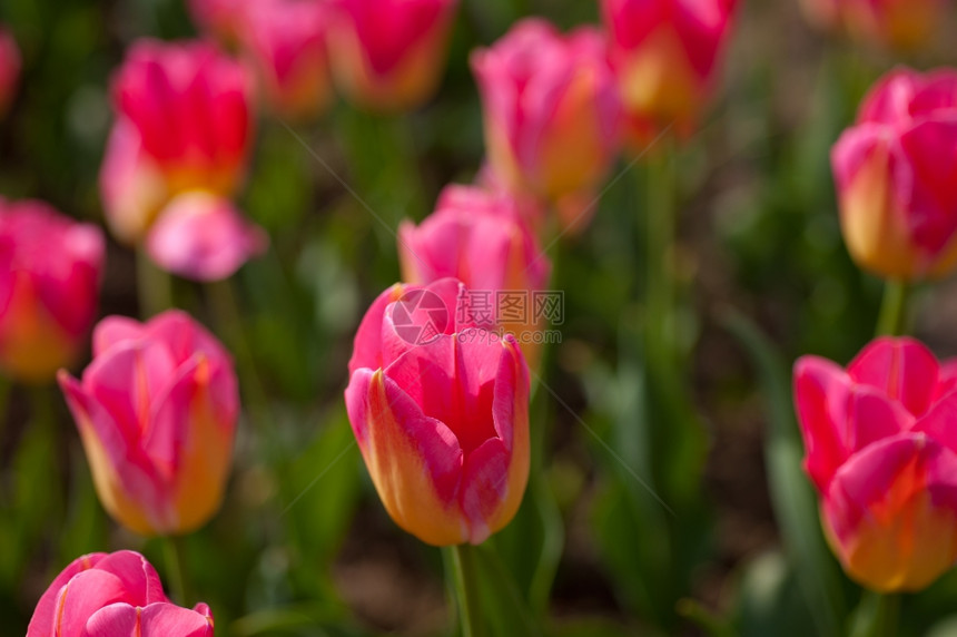 春时的郁金香花田阳光低明图片