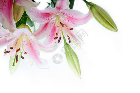白色背景复制空间上的lily花角框背景图片