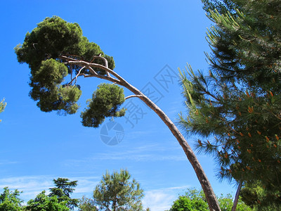 一个被重量打败的松树图片