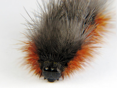 Lymantria分黑和红毛虫图片