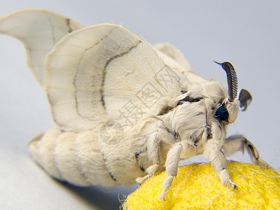 白色蝴蝶素材虫蛾躺在上背景