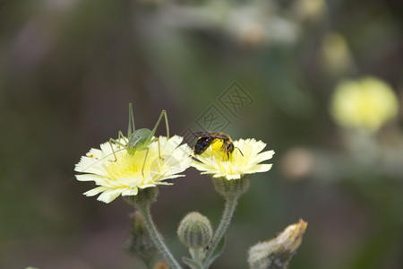 两只小昆虫在黄的野花上图片