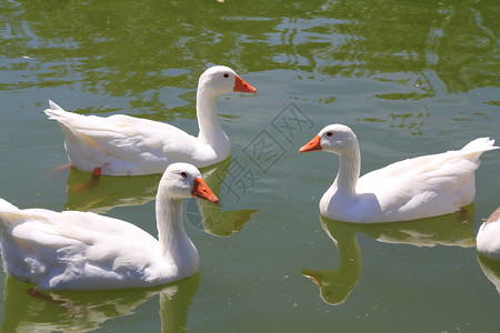 池塘中的鸭子图片