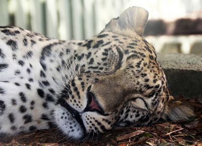 吃豹子后睡觉图片
