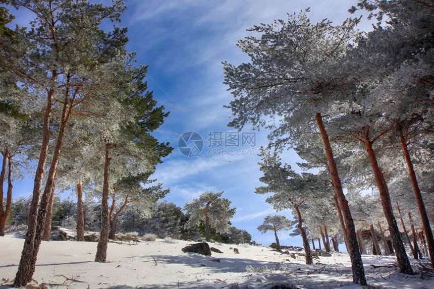 山上的松树林下着大雪图片