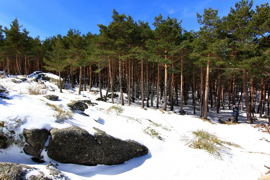 山上的松树林下着大雪图片
