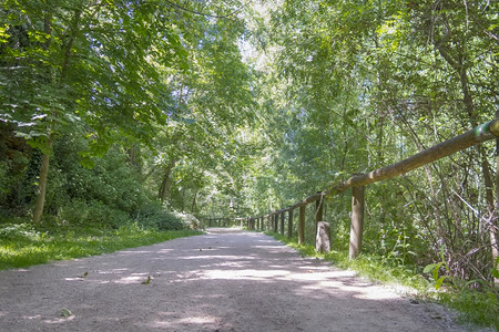 神秘的森林道路上图片