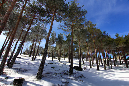 山上的松树林下着大雪图片