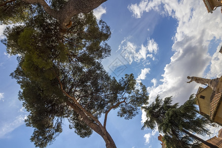 某种松树和雕像对天空的视角美丽的高清图片素材