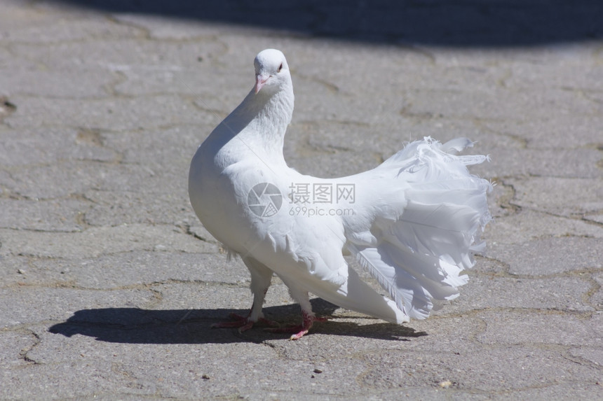 白鸽在地上行走图片