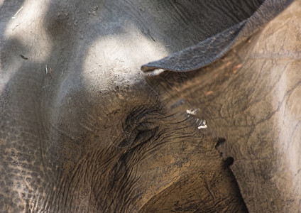 非洲大象头背景图片