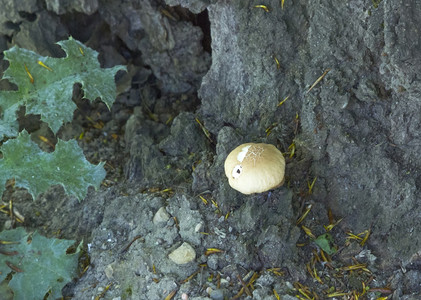 树皮上的蘑菇图片