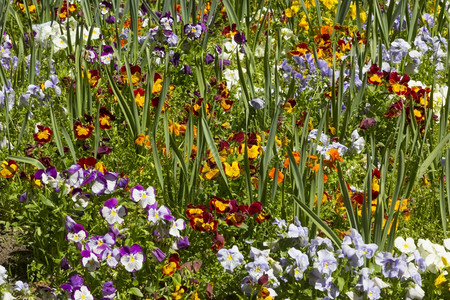 花和草的颜色背景图片