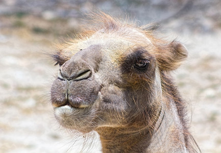 一只老骆驼脸背景图片