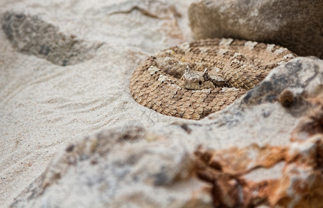 在沙漠地区的蛇中在沙漠地区图片