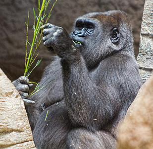灰背大猩吃树枝图片