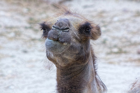 一只老骆驼脸背景图片