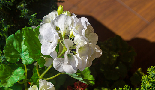 美丽的花朵白图片