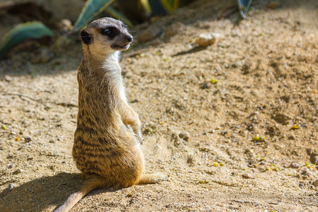 Meerkat苏里卡塔辛皮高清图片