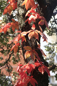 秋天有红树叶的爬虫背景图片