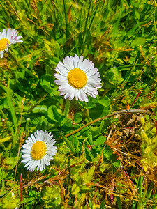 春天的草和鲜花背景图片