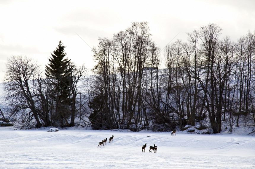 鹿和雪树的冬季风景图片
