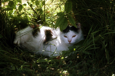 可爱的猫坐在草地上阳光照耀图片