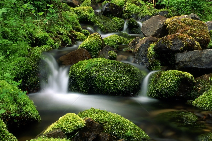 山上美丽的溪流绿草覆盖宝石图片