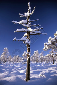 阳光明媚的天空中森林落雪的树木与蓝天图片