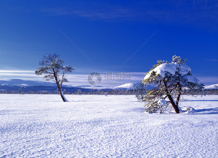 美丽的冬季风景有雪树和蓝天空图片