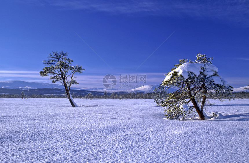 冬树和蓝天空图片