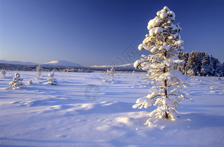 美丽的冬天风景雪树的寒冬风景背景图片