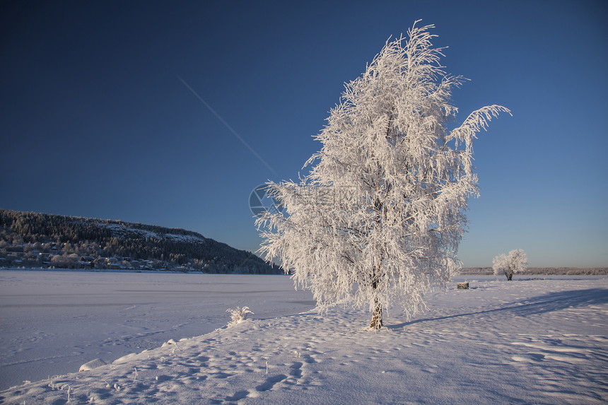 美丽的雪树和蓝天空图片