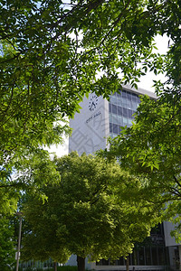 加拿大安略省汉密尔顿市政厅的景象春天穿过美丽的树木树叶高清图片素材