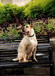 一只可爱的年轻小狗坐在公园的长椅上图片