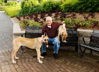 深情张亮一名年长公民与两只狗一起坐在张长凳上背景