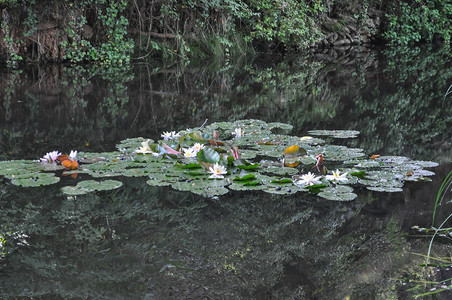 睡莲花睡莲科睡莲花在池塘里图片