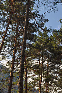 松树松树松树属的松林针叶植物图片