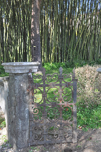 竹子树古铁门后面公园的竹子树图片