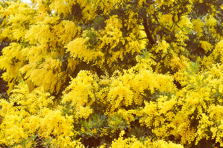 复古的含羞草花复古的黄色含羞草相思花属植物又名银合欢树蓝合欢树背景图片