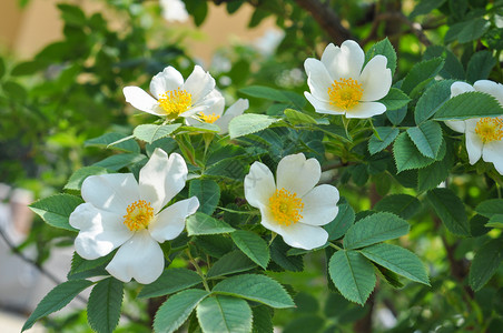 野玫瑰白色野生玫瑰花又名针状蔷薇或多刺野生玫瑰或多刺玫瑰或刚毛玫瑰或北极玫瑰或犬蔷薇花背景图片