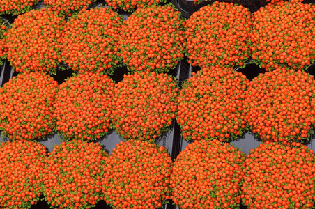 橘子花玉米阿卡珊瑚珠子植物针头垫珊瑚苔或英式婴儿眼泪花图片