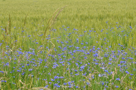 草原上盛开的蓝色小花图片