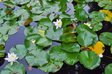 Lily尼姆法亚水池中的花图片