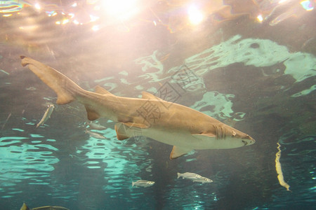 鲨鱼鱼鲨鱼SelachimorphaSelachii鱼类动物背景图片