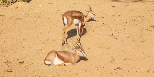 瞪羚哺乳动物瞪羚羚羊哺乳动物图片