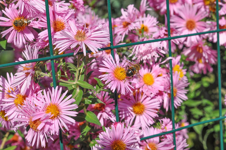 粉红菊花BellisPerennisaka普通菊花或草坪英语图片