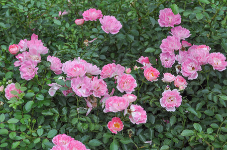 粉红玫瑰花常年灌木背景图片