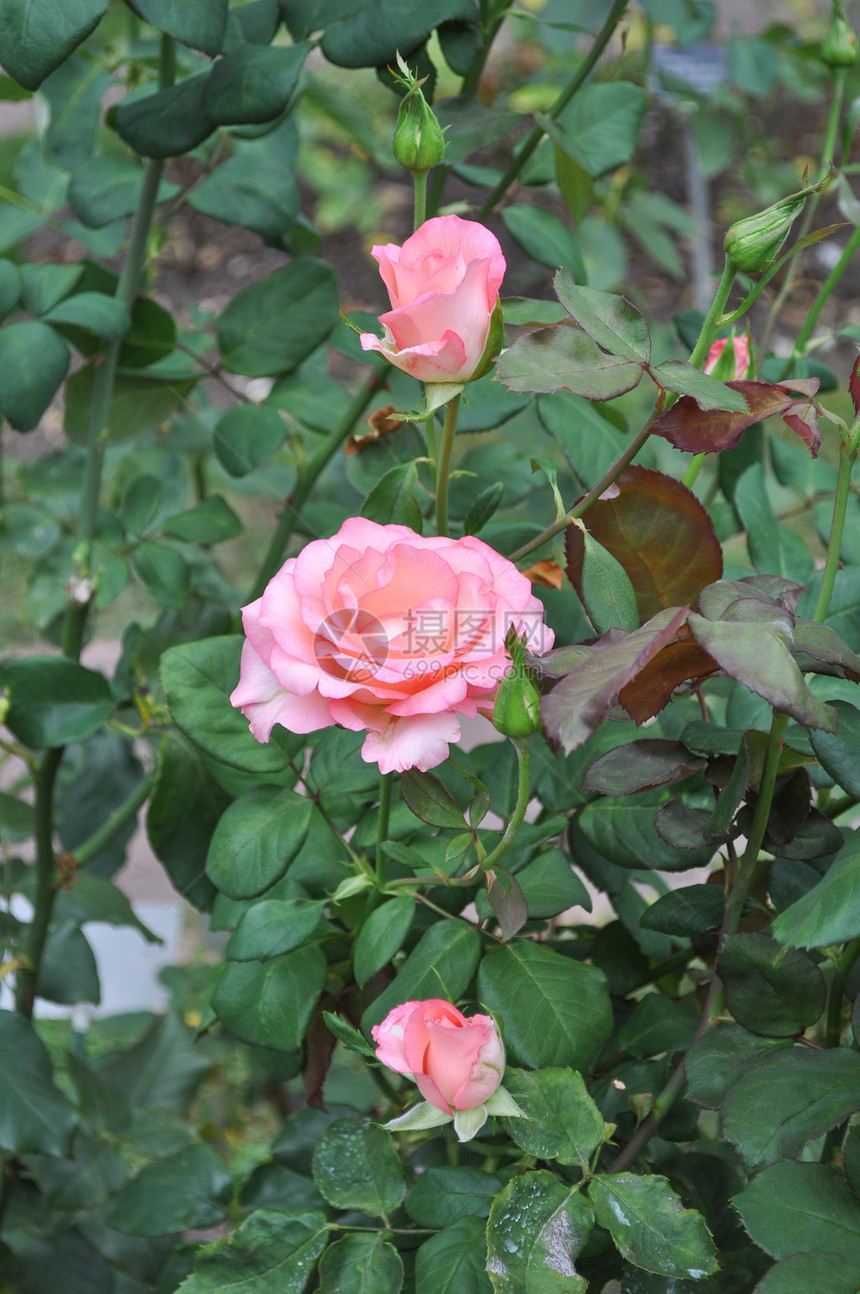 粉红玫瑰花常年灌木图片