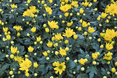 黄色菊花黄色菊花又名菊花或菊花图片